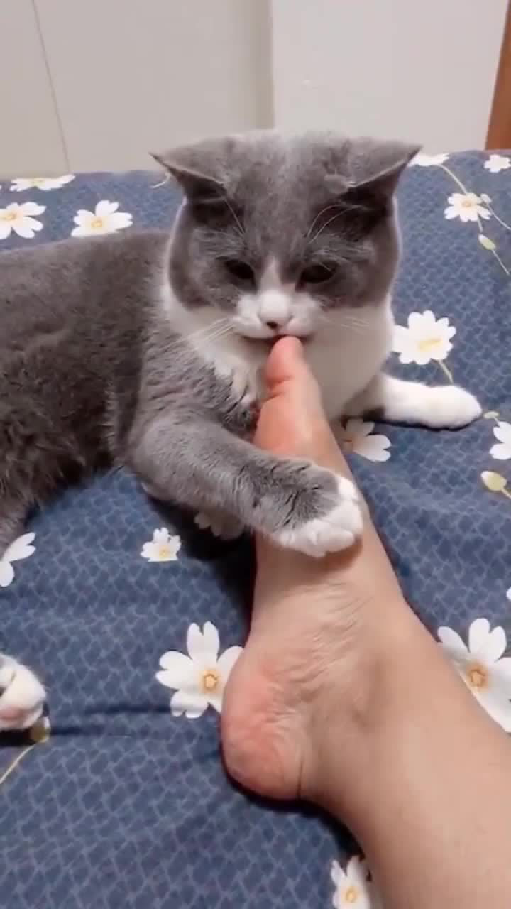 猫咪闻了脚丫后接下来的一幕看完一定要忍住