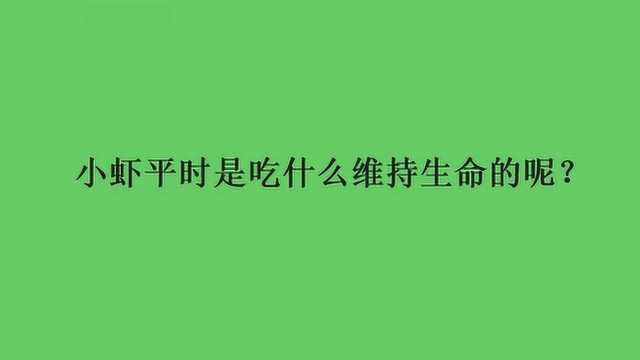 小虾平时是吃什么维持生命的呢?