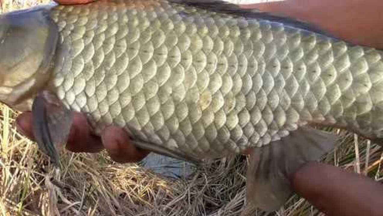 草塘野釣真過癮,這麼大的野生鯽魚,有些人一輩子也釣不到