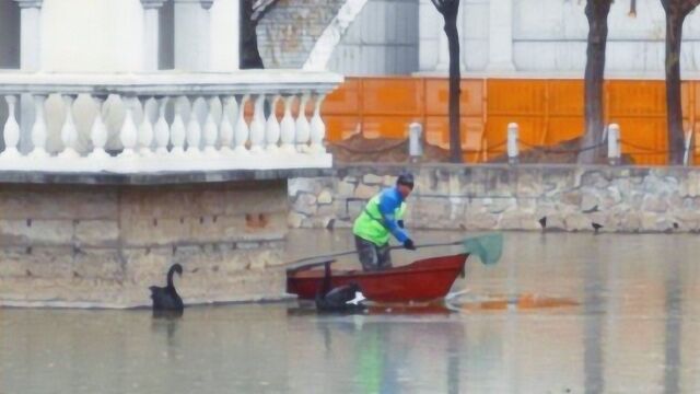 大爷划船营救结冰湖面上的黑天鹅被困?结果纯属“以鹅传讹”!