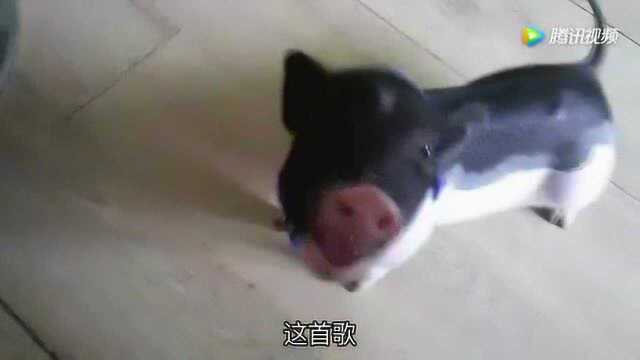 小猪快跑 鬼畜MV!TFpigs“天团”正式出道