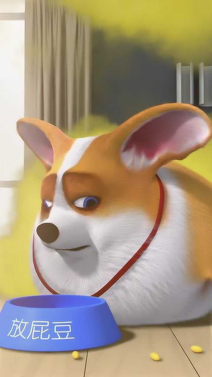 飞狗moco:柯基吃了放屁豆,接下来的一幕,笑的我肚子疼!