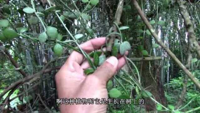 这种寄生植物“牛尾藤”,是农村人的宝贝,认识一下