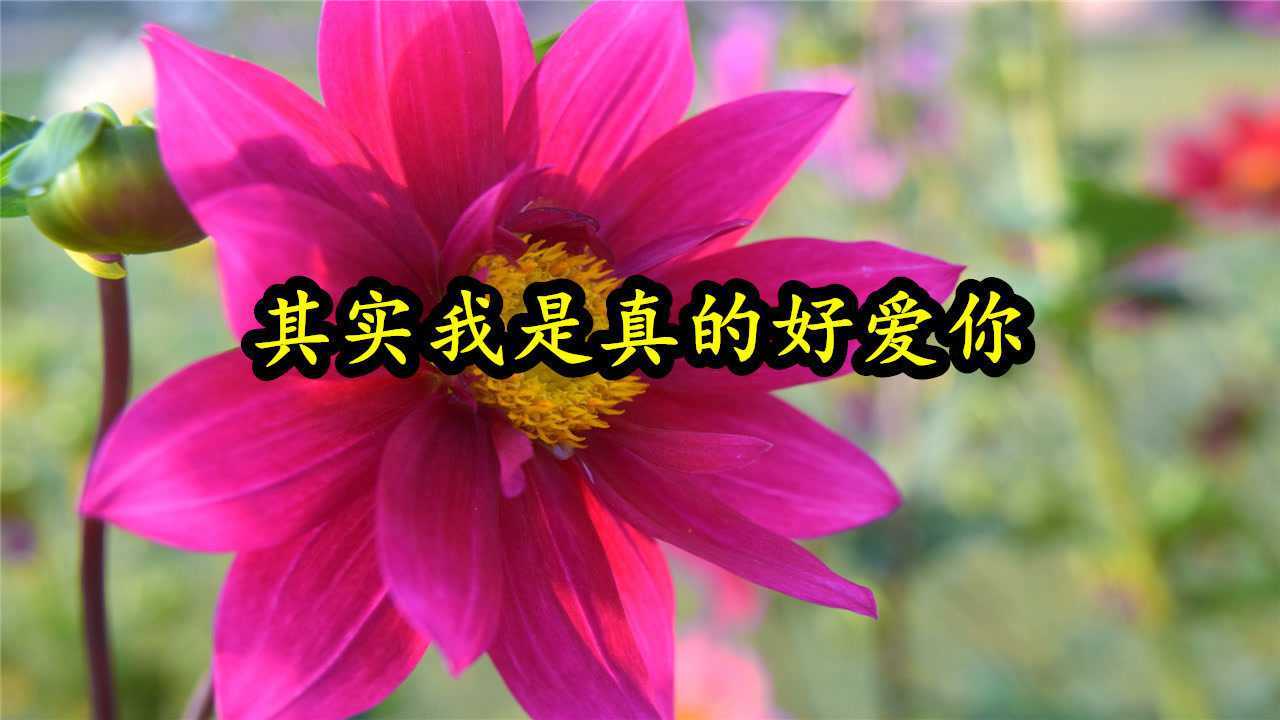 新歌其实我是真的好爱你mv不知不觉喜欢上你句句痴情