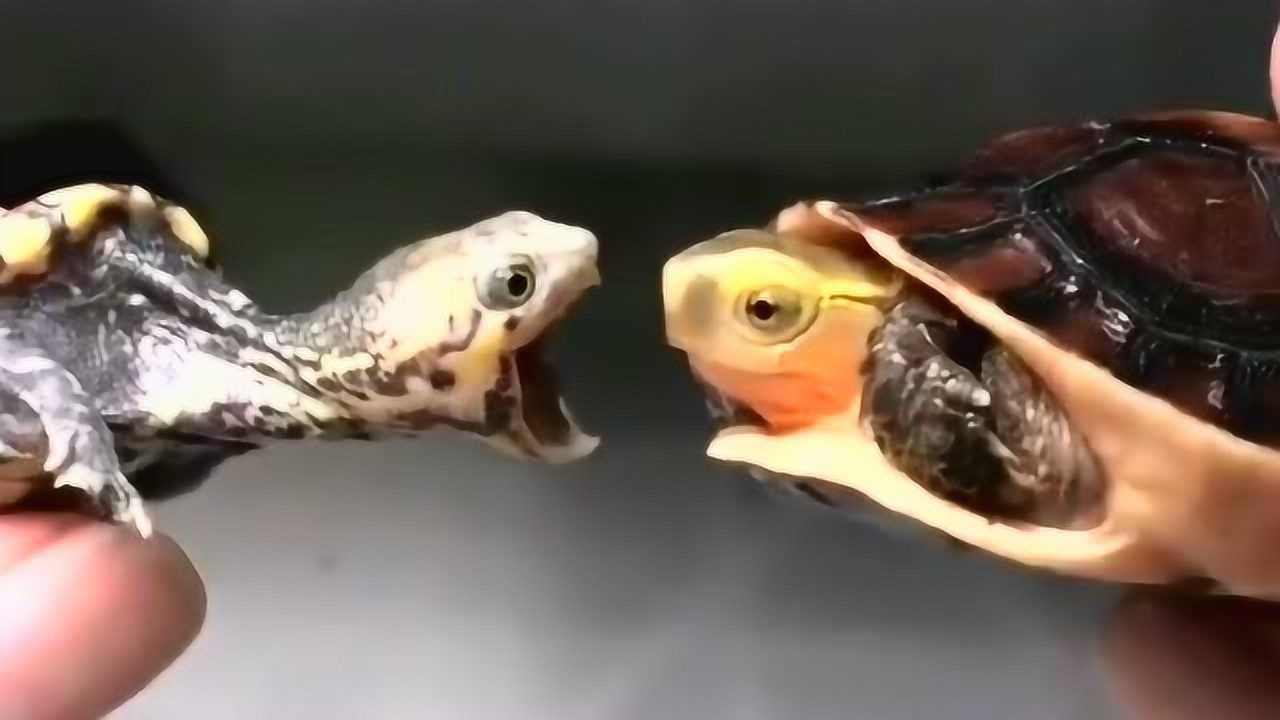 小乌龟伸长脖子张大嘴巴去挑衅另一只乌龟,你过来啊,有本事来咬我啊!