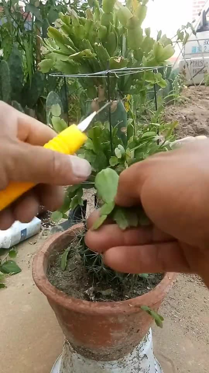 仙人球嫁接蟹爪兰技术