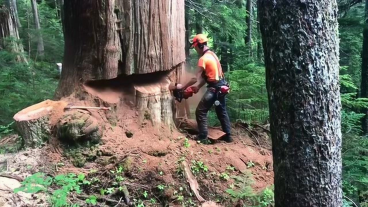 实拍俄罗斯伐木工,砍伐直径1.8米粗的大树,看着好过瘾