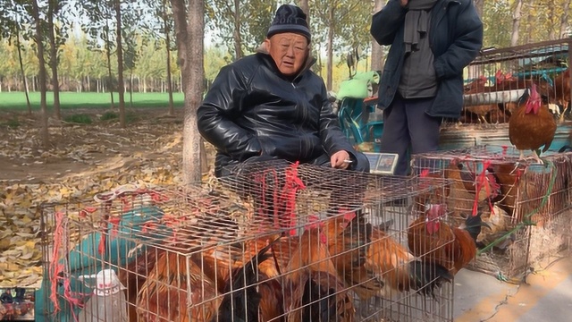 山东济宁农村集市,自家散养的土鸡卖多少钱一斤?这价格是真便宜