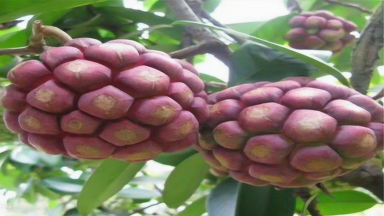 我国最贵果树,比蜂蜜甜23倍,1年结果120天,亩产3000斤