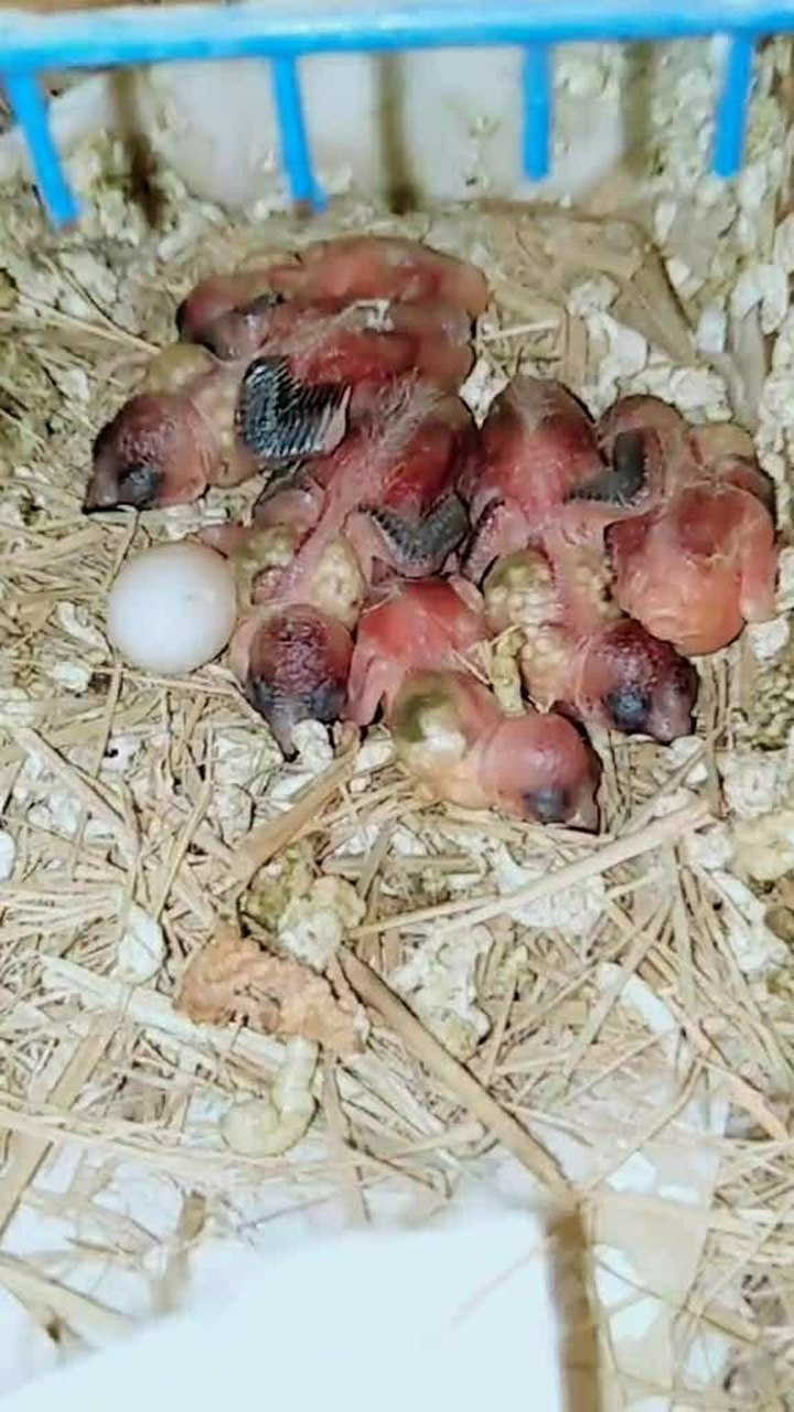 斑纹鸟杂交十姐妹刚刚出生