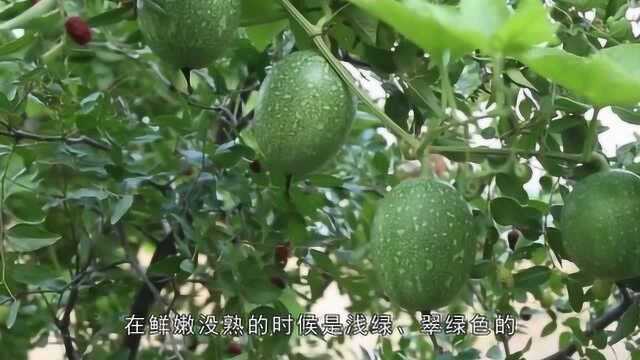 瓜蒌农村一种药用植物,果实和根入药,有清热祛痰、润燥滑肠功效