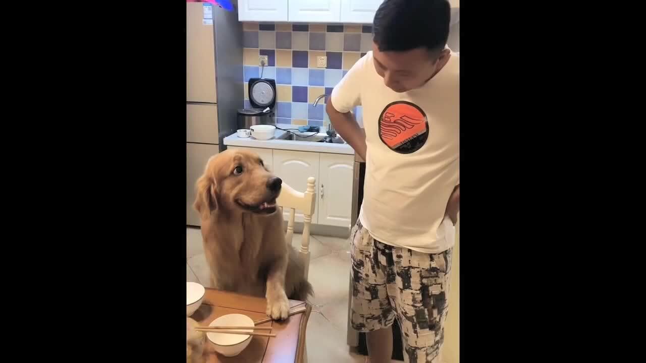 金毛霸占了男主人的位置,坐等开饭,一脸傲娇