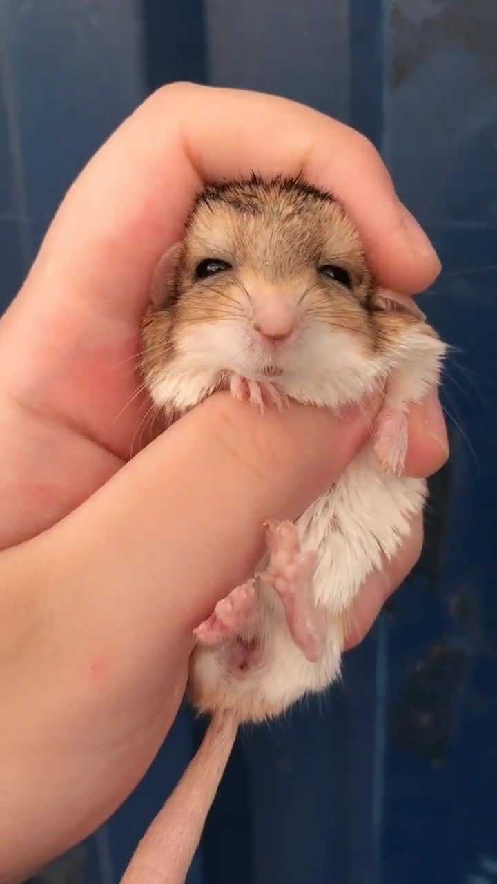 金丝鼠被抚摸头部,舒服地翘起了尾巴,这小日子过得舒心