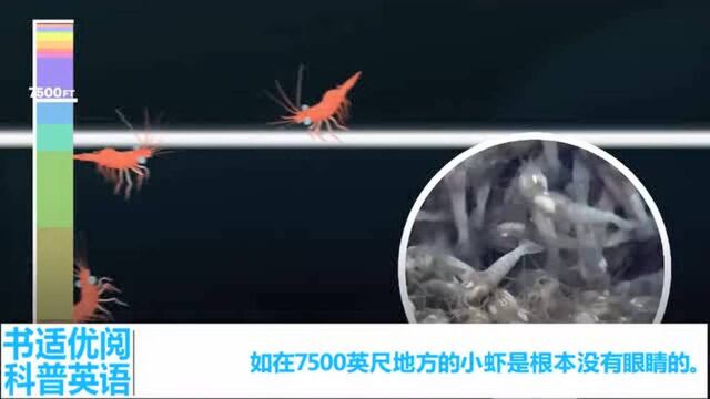 尖牙海蜇小飞象章鱼深海奥秘科普知识英语学习记单词