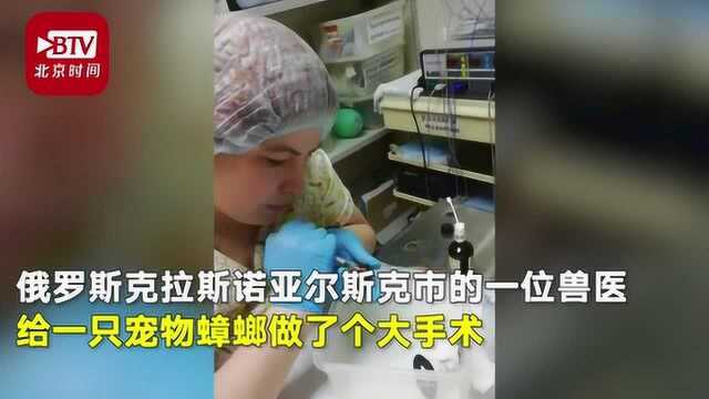 给蟑螂做手术,见过没? 兽医切除宠物蟑螂卵鞘全程高清