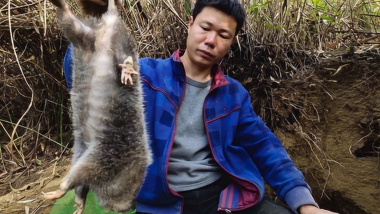 文哥又来教你们挖竹鼠,只要学会详细追踪,挖竹鼠就非常简单