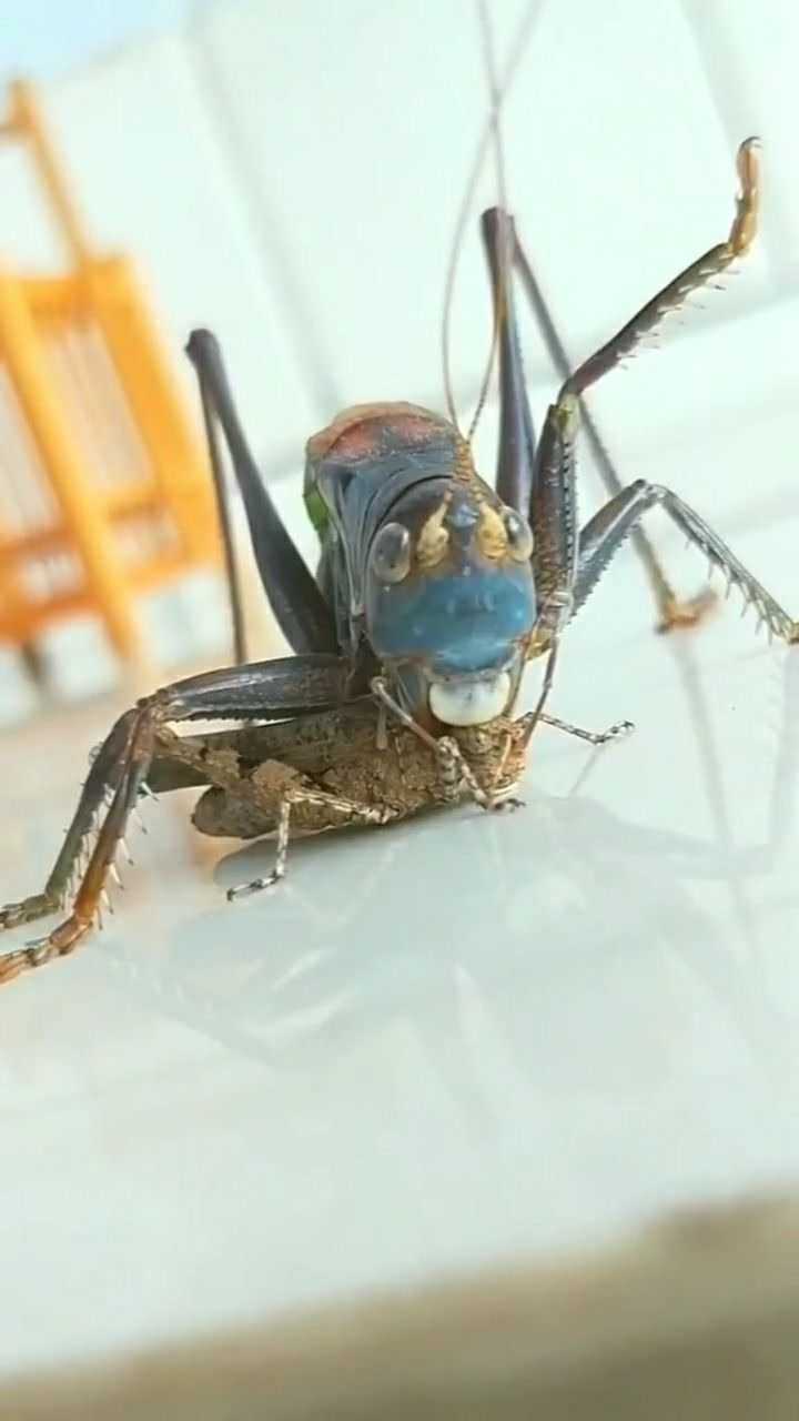 蝈蝈儿吃蚂蚱呢