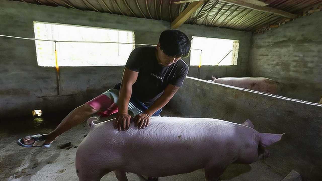 农村夫妻给猪配种场面让人笑到肚子疼用的还是高科技