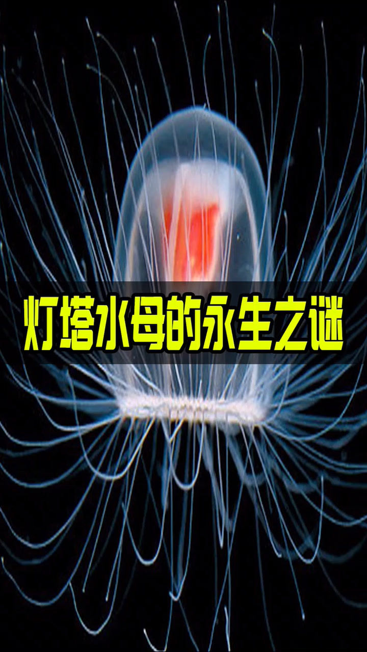 燈塔水母真的永生嗎?大部分和正常生物相同,個別特殊情況可逆生長!