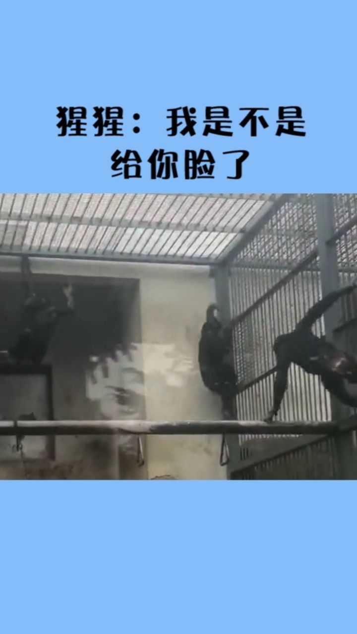 猩猩:我是不是给你脸了!