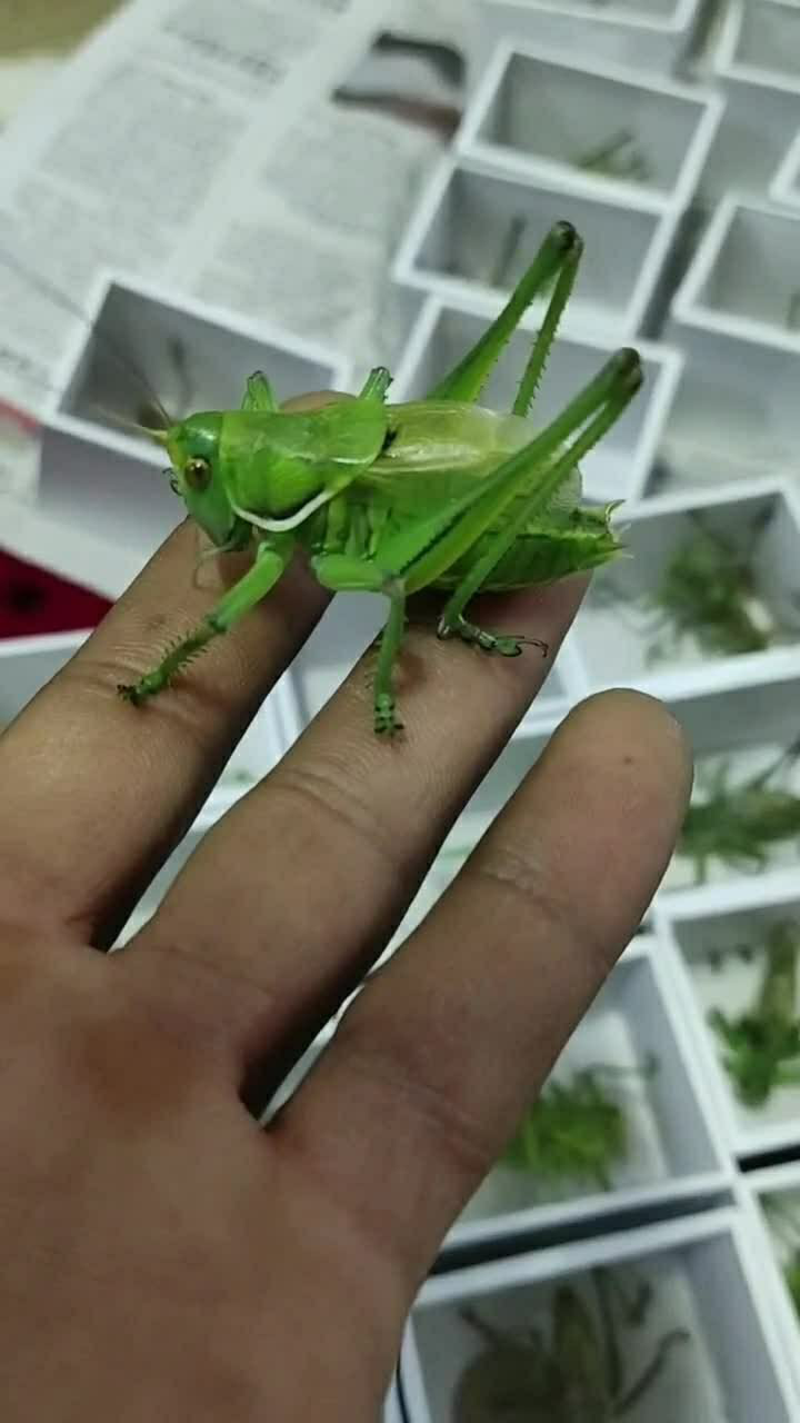 精品战将蝈蝈,放在手上我就有点害怕,这玩意咬人超级疼