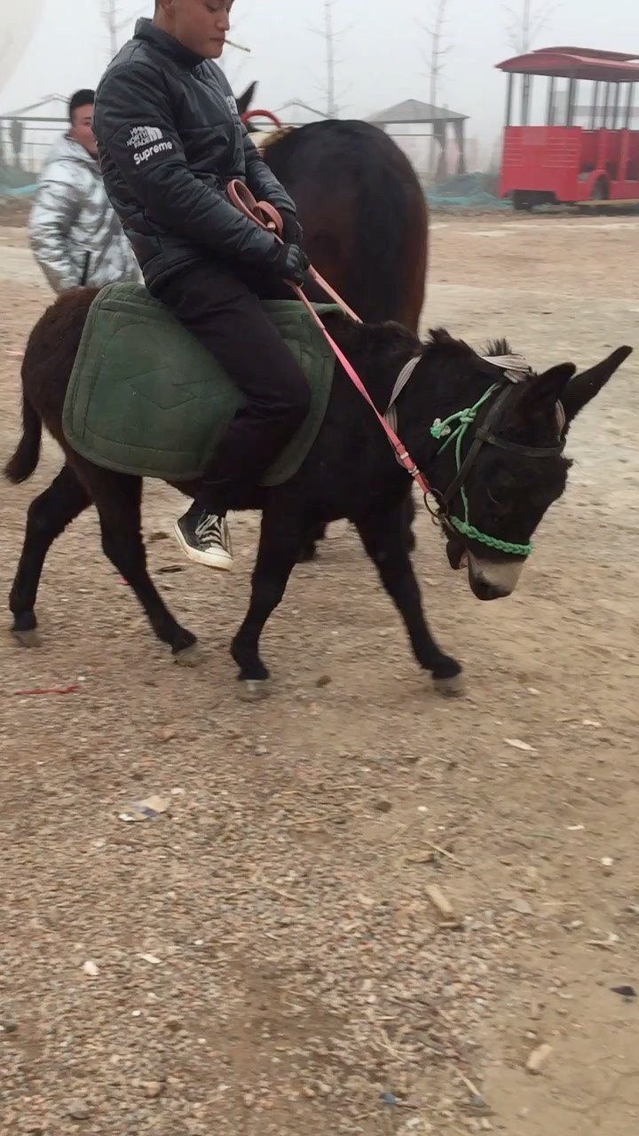 骑毛驴搞笑图图片