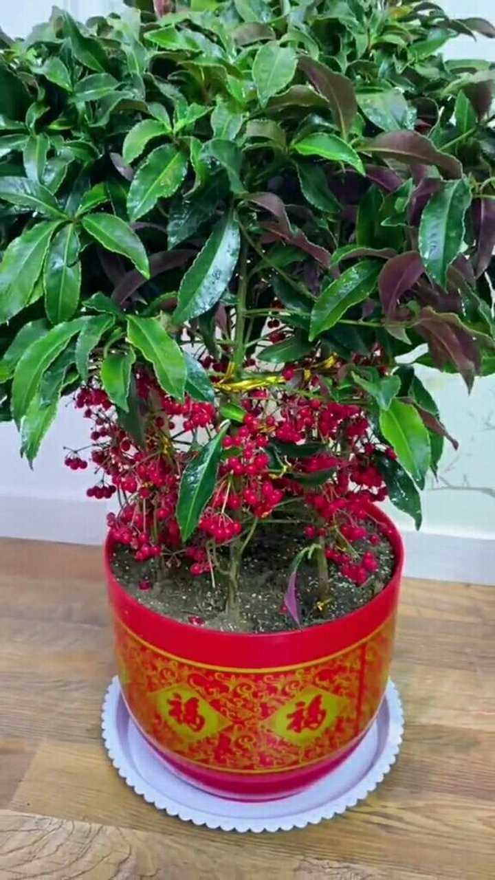 富贵籽寓意听说大富大贵,特别适合室内摆放