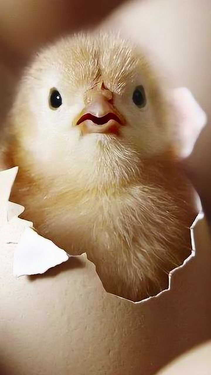 丑小鸡的逆袭