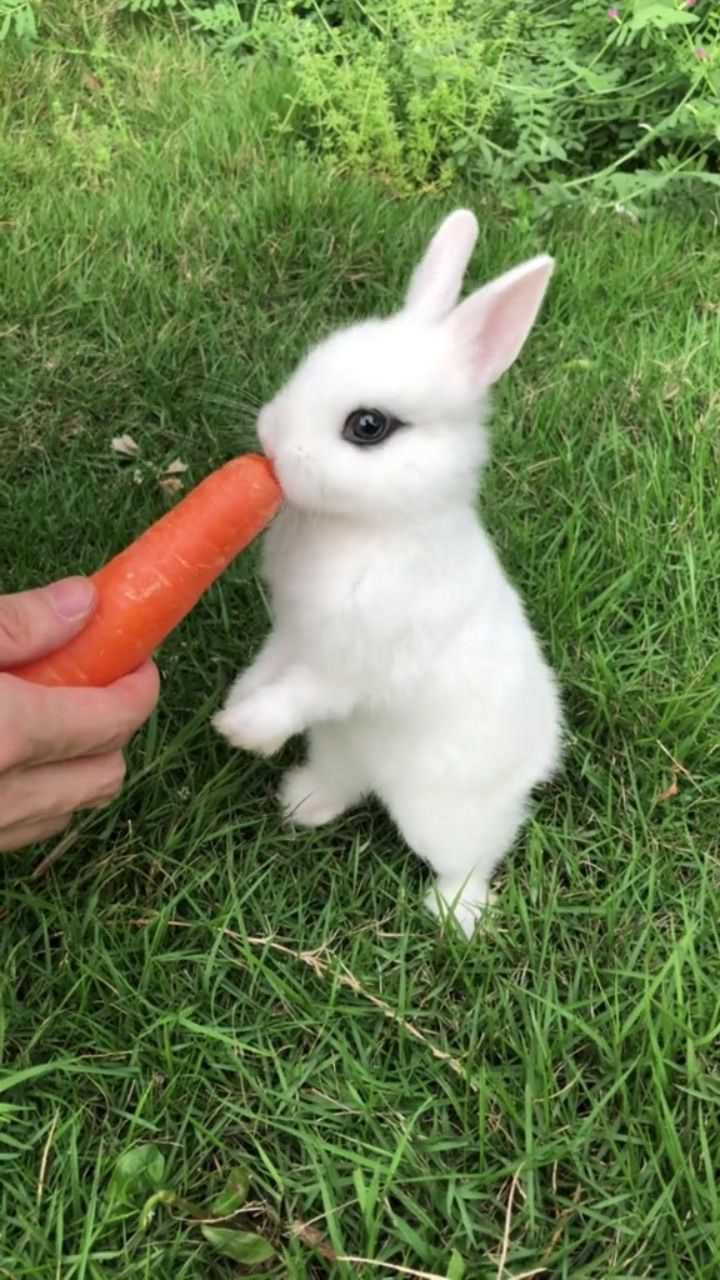 绿草茵茵小白兔和胡萝卜更配哦