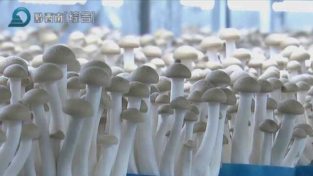 安龙:培育珍稀品种提升食用菌品牌效应