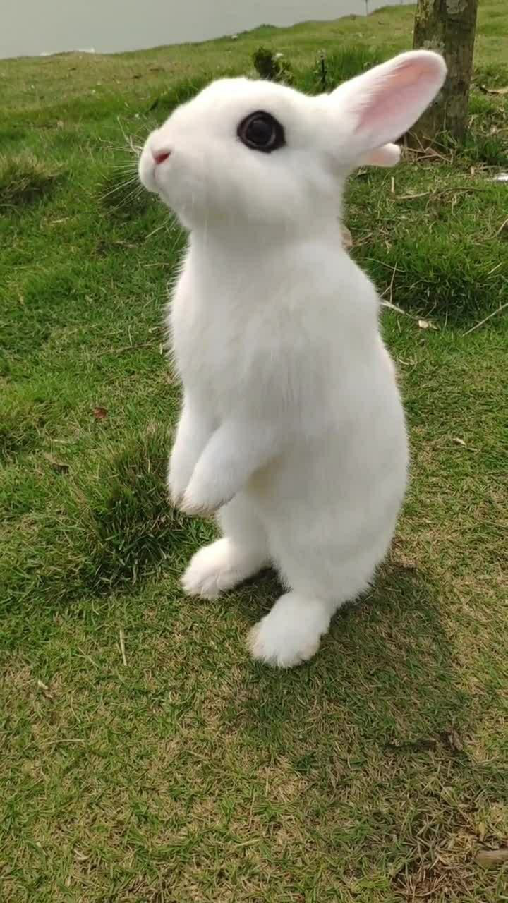 这只小兔子真的是太好看了,浑身都是雪白的