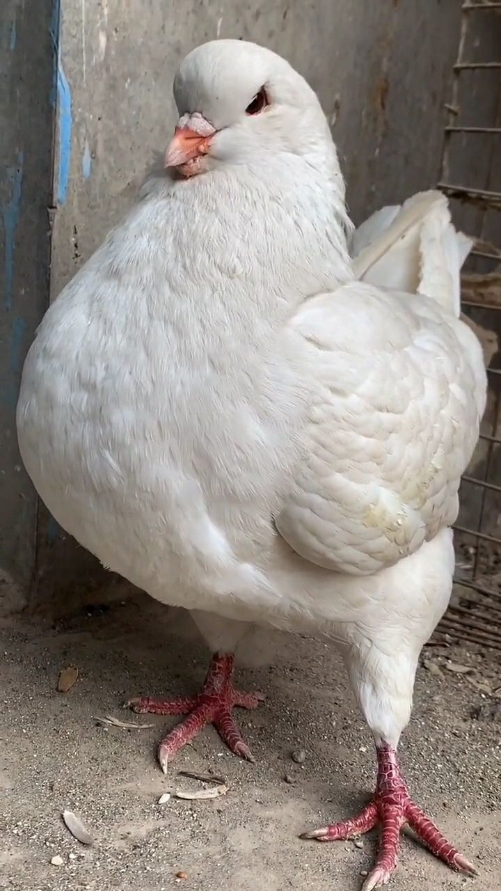 和鸡杂交的大鸽子特别漂亮