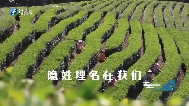 南雅白莲窠水仙茶浑然一体 展自然之大美