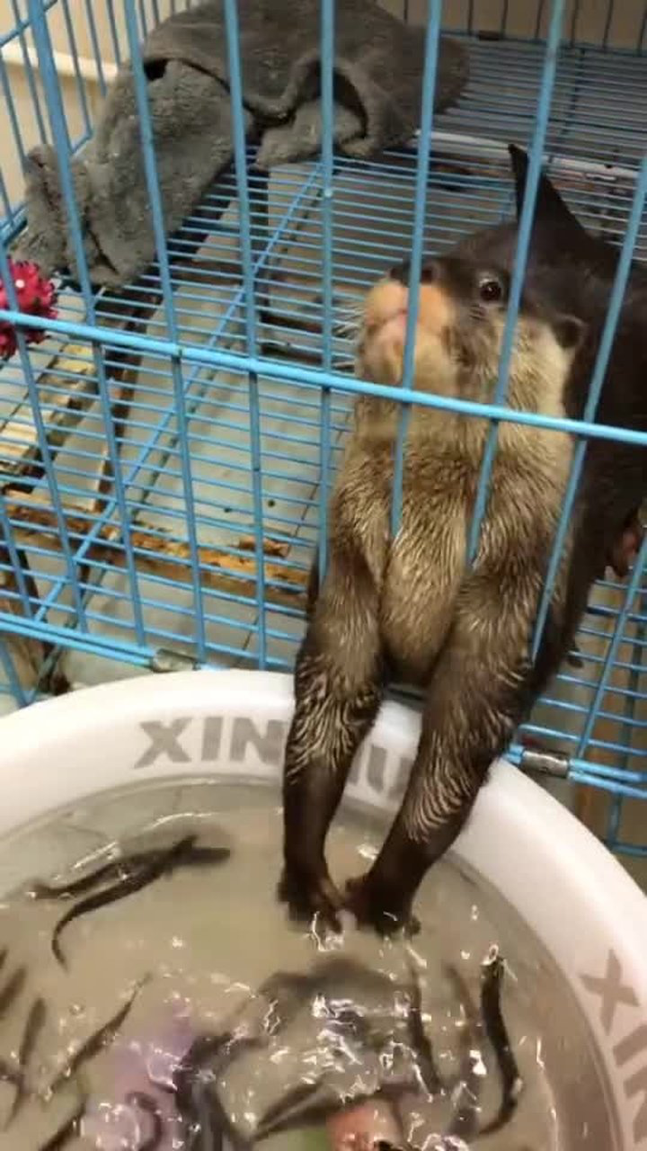 这是猫吗居然吃泥鳅厉害了