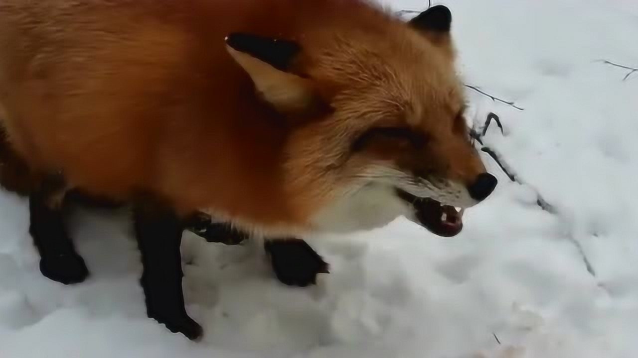 小狐狸吃肉咔嚓咔嚓的可把旁边的狗子馋坏了这吃相都能去做个吃播