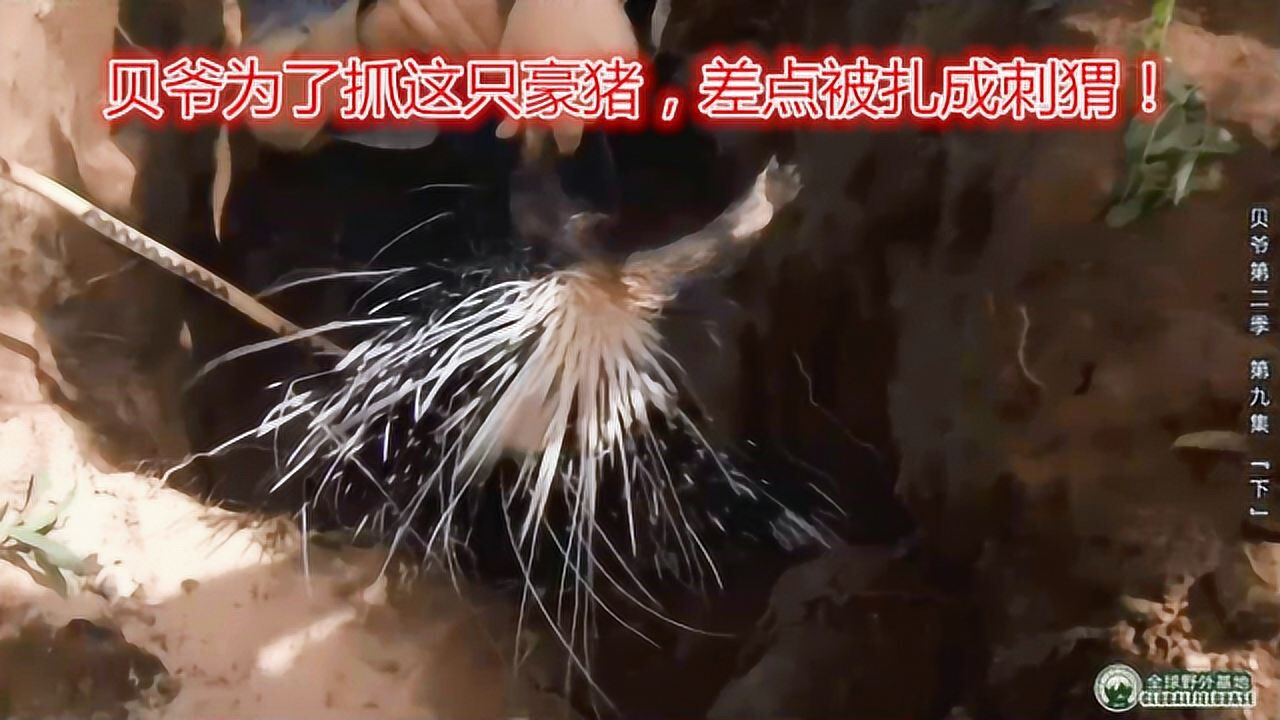 贝爷第二季第9集下跟随土著人外出狩猎差点被豪猪扎成刺猬