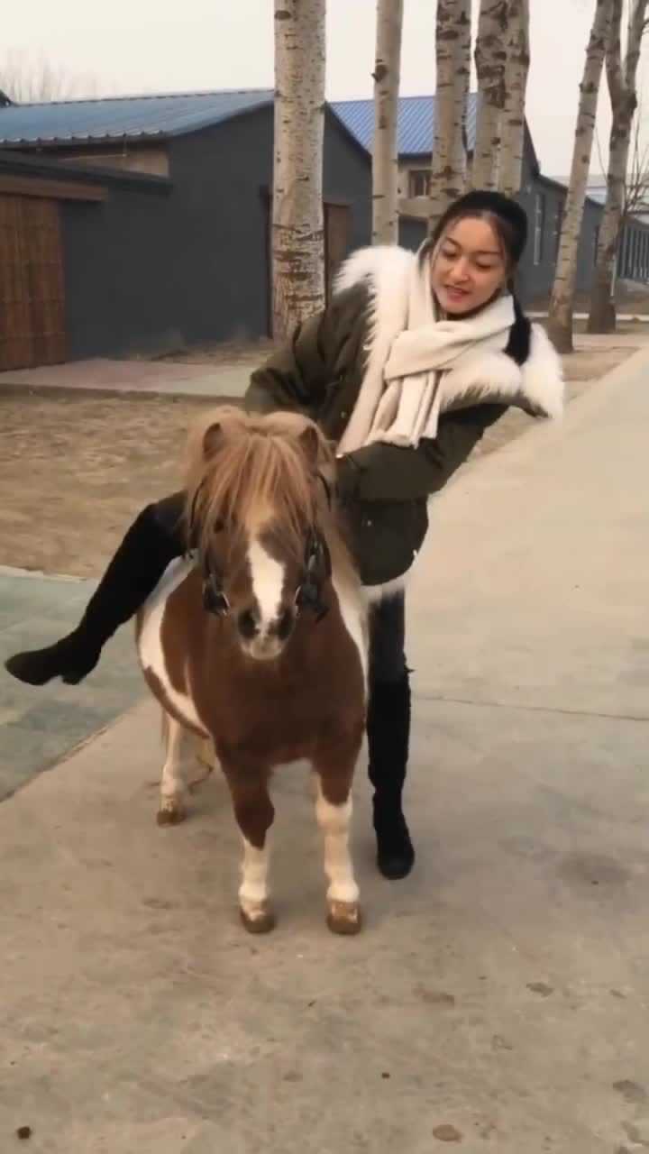 网红美女主播骑着小矮马逛街