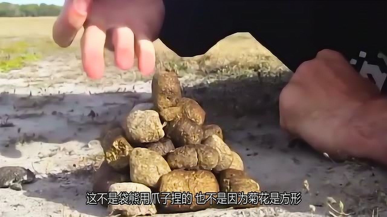 世界上最毒的粑粑,就好像喷泉一样!_腾讯视频