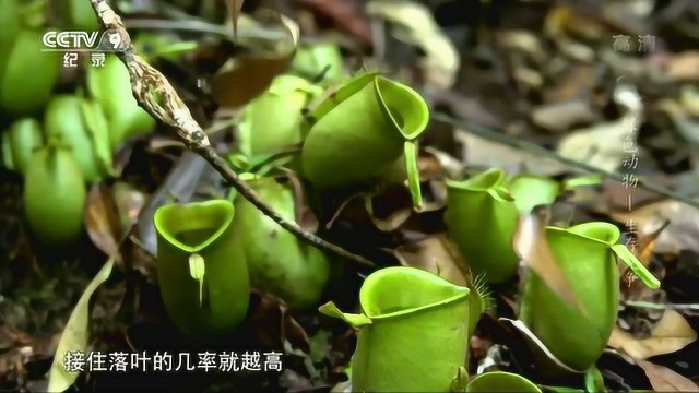 苹果猪笼草并不捕食昆虫,它将瓶口开最大,以便能接住掉落的树叶