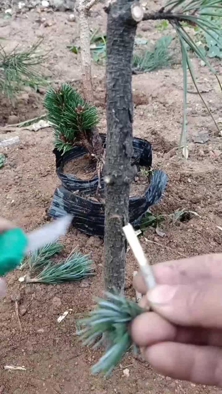 黑松腹部嫁接五针松最佳季节是春季你学会了吗