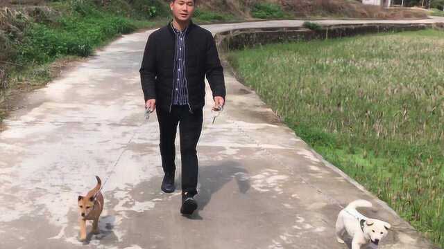 中华田园犬到底是什么品种的狗,怎么那么爱跑步,整天往野外跑