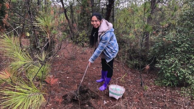 农村姑娘上山采蘑菇,到处寻找新鲜蘑菇,看看收获如何?