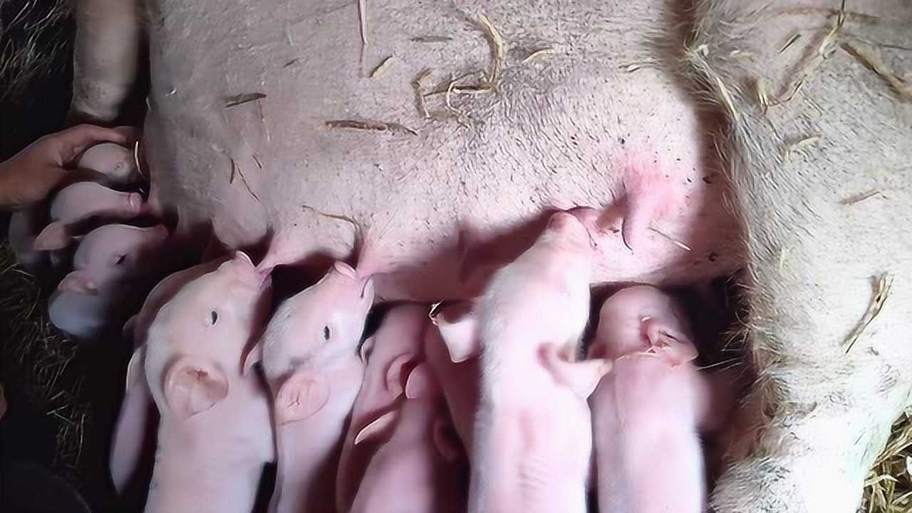 在农村过年,遇到母猪下崽,一窝产15只小猪!问一下:现在猪肉什么价?