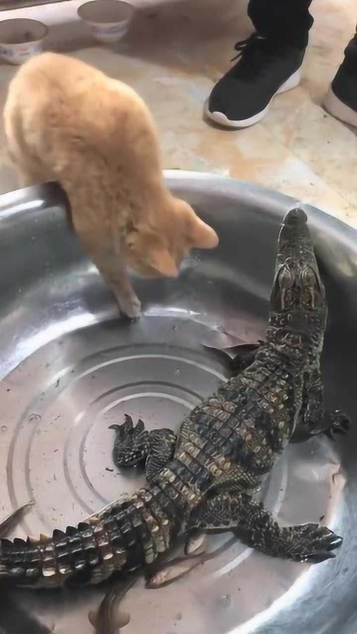 猫竟然吃鳄鱼还没张嘴它就后悔了