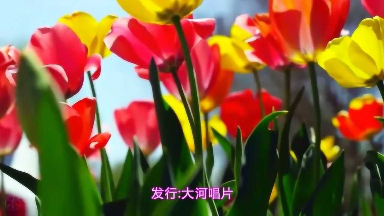 《酒醉的蝴蝶》孙艺琪dj版很动听