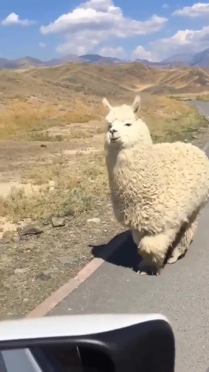 野外遇到这么胖的羊驼真担心跑过来朝我吐口水