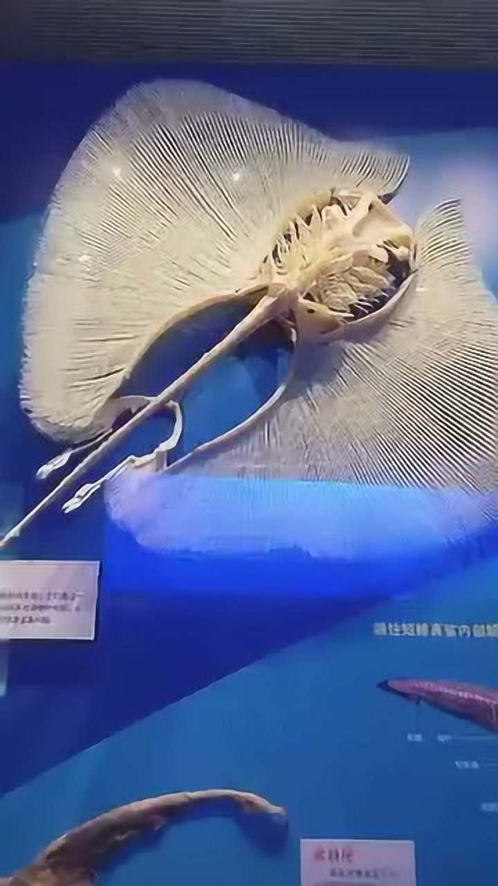 魔鬼鱼标本展览