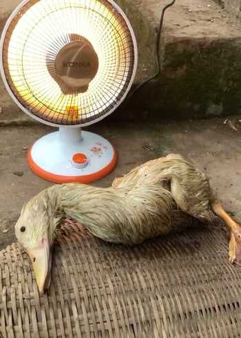 第一次见鸭子被水淹死,给它烤火看能不能抢救过来