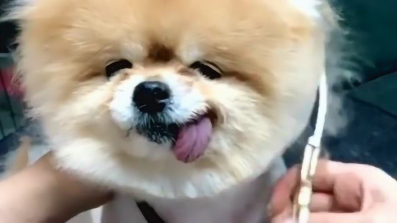 舌头是别人家的吗你这么一直咬着难道就不疼吗简直太萌了