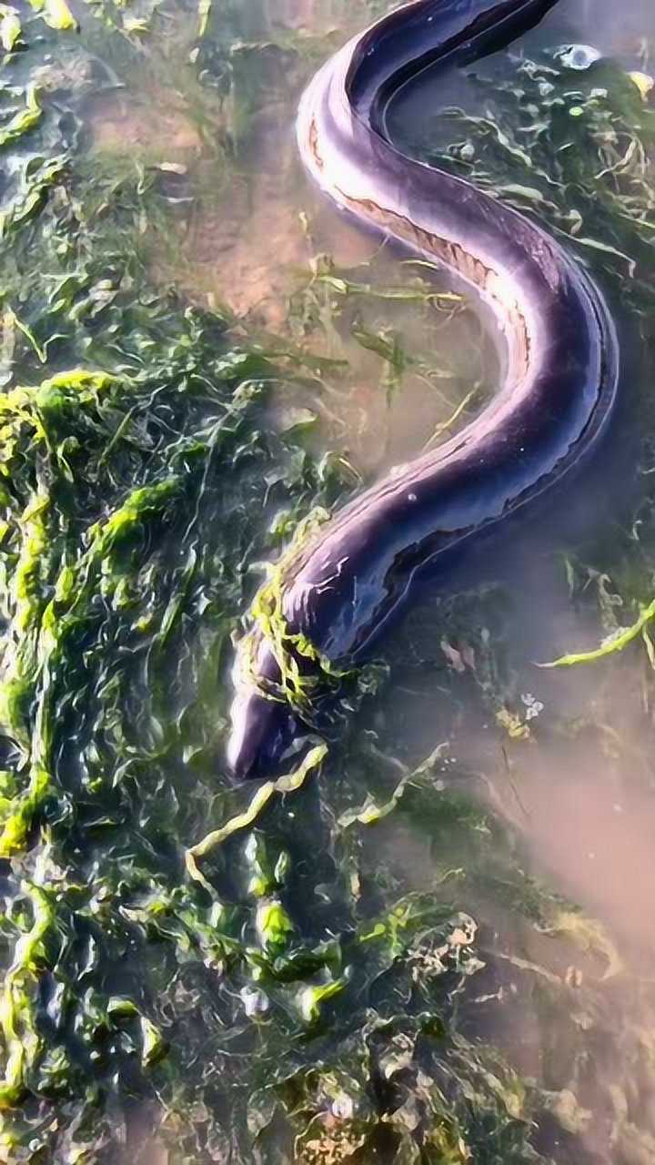 鳗鱼有没有电,拿灯泡试一下就知道了